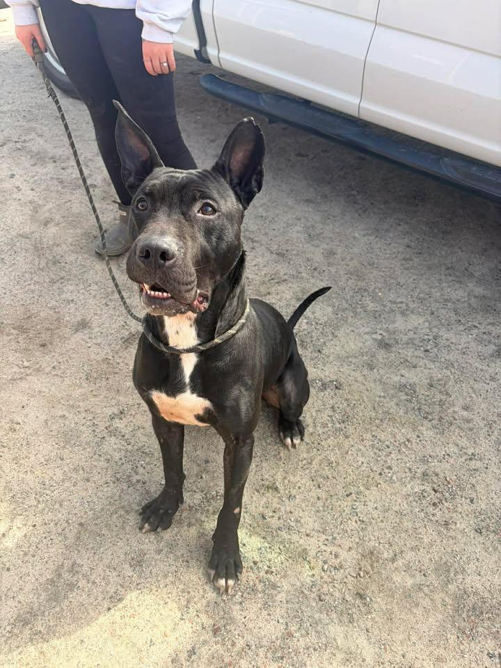 Enlarge Boris, an adopted mixed breed in Mullins, SC image 5/5