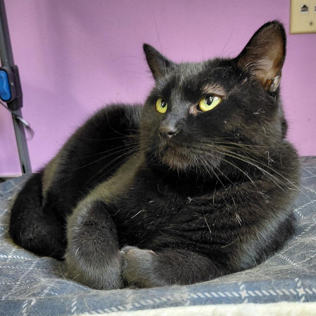 Enlarge Binx, a Adoptable Domestic Short Hair in Hamburg, NY image 1/1