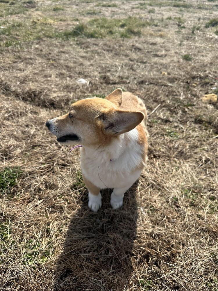 Zelda, Adopted, Adult Female Corgi.