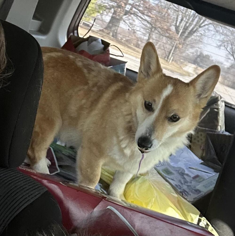 Enlarge Zelda, a Adopted Corgi in Chattanooga, TN image 4/4