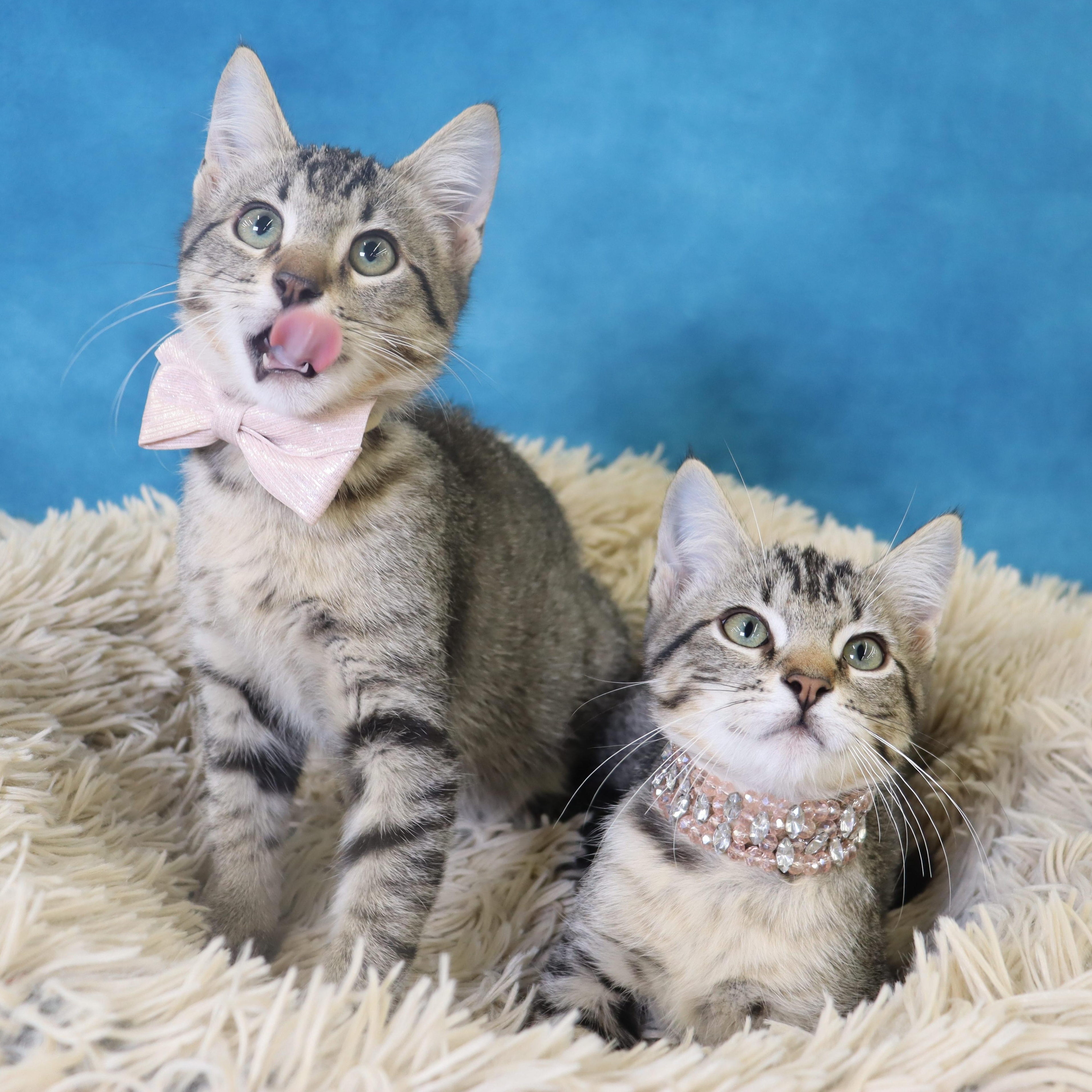 Enlarge Nessie - Sweet Female Kitten, a Adoptable mixed breed in League City, TX image 3/6