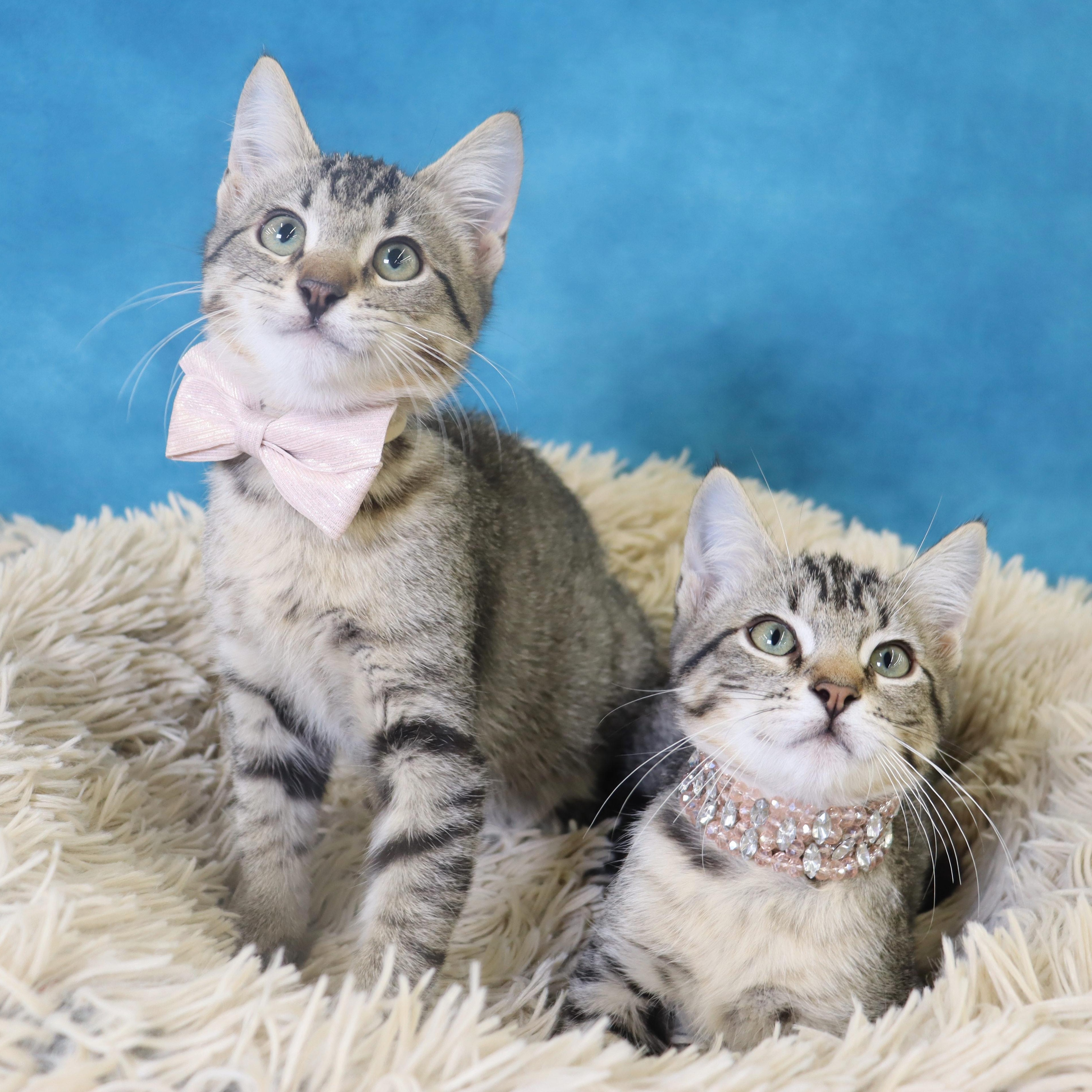 Enlarge Nessie - Sweet Female Kitten, a Adoptable mixed breed in League City, TX image 2/6