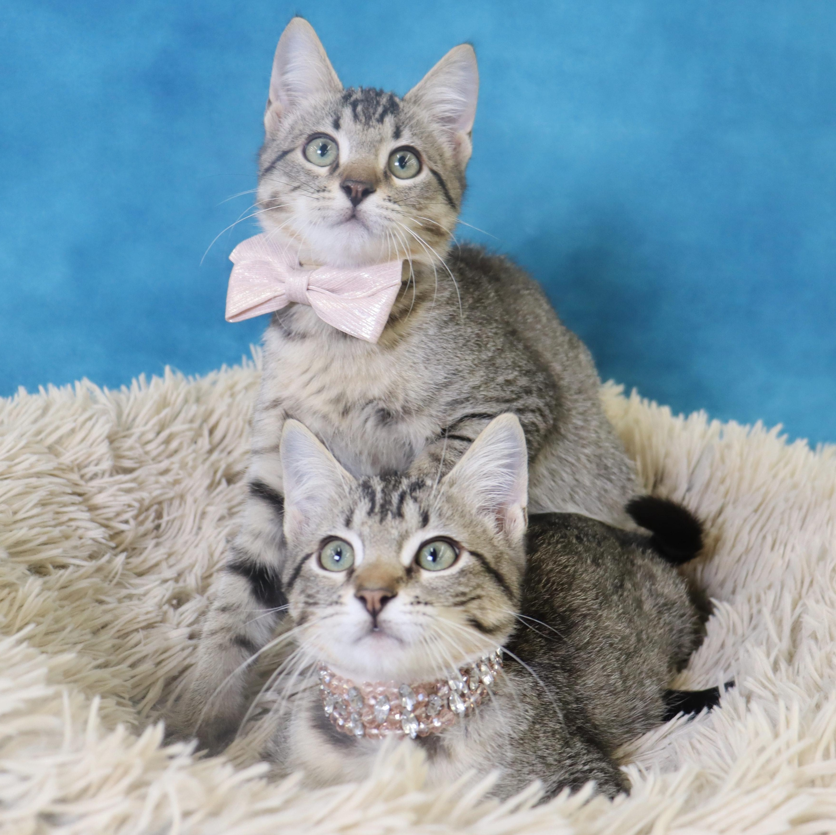Enlarge Nessie - Sweet Female Kitten, a Adoptable mixed breed in League City, TX image 6/6
