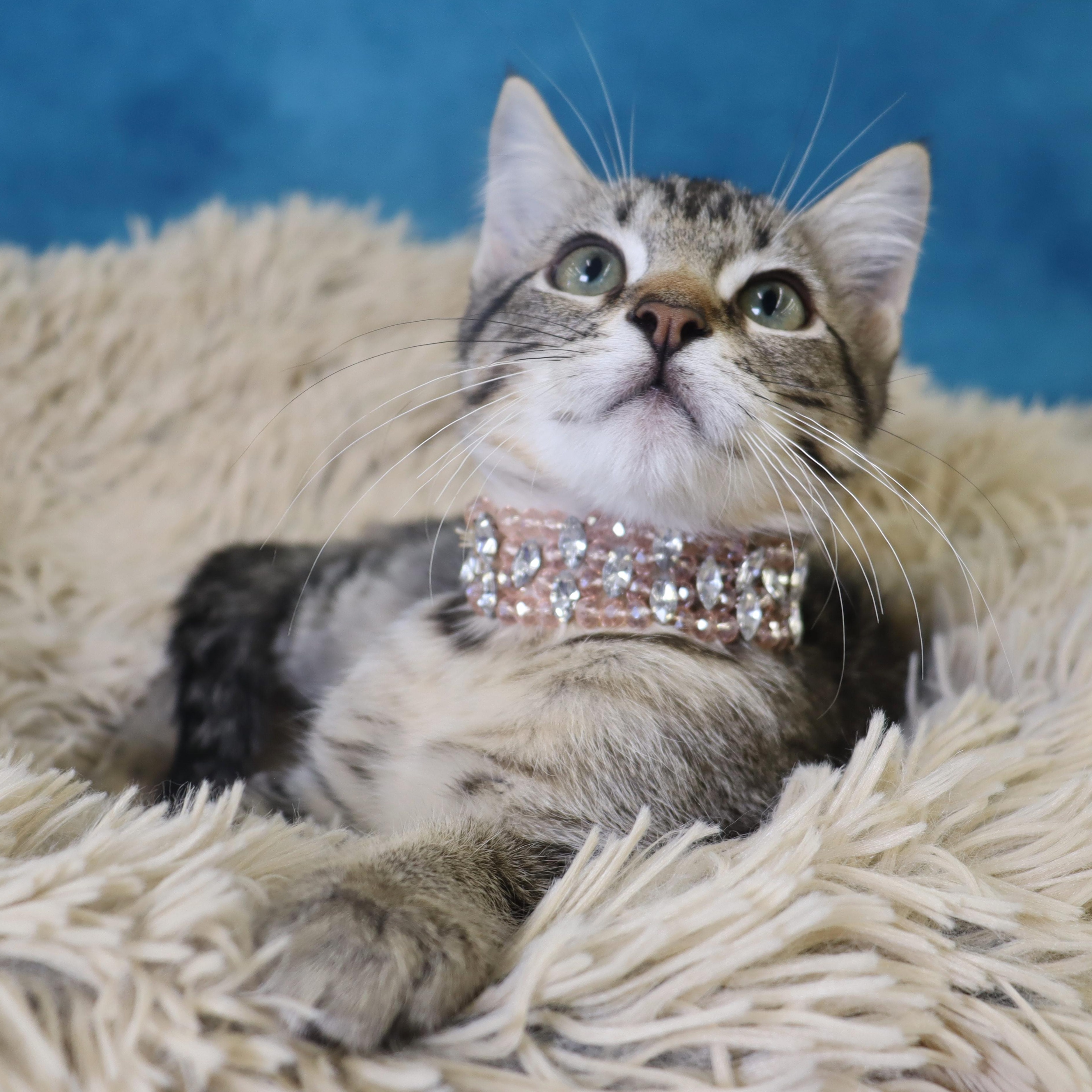 Nessie - Sweet Female Kitten, Adoptable, Kitten Female Domestic Short Hair & Tabby.