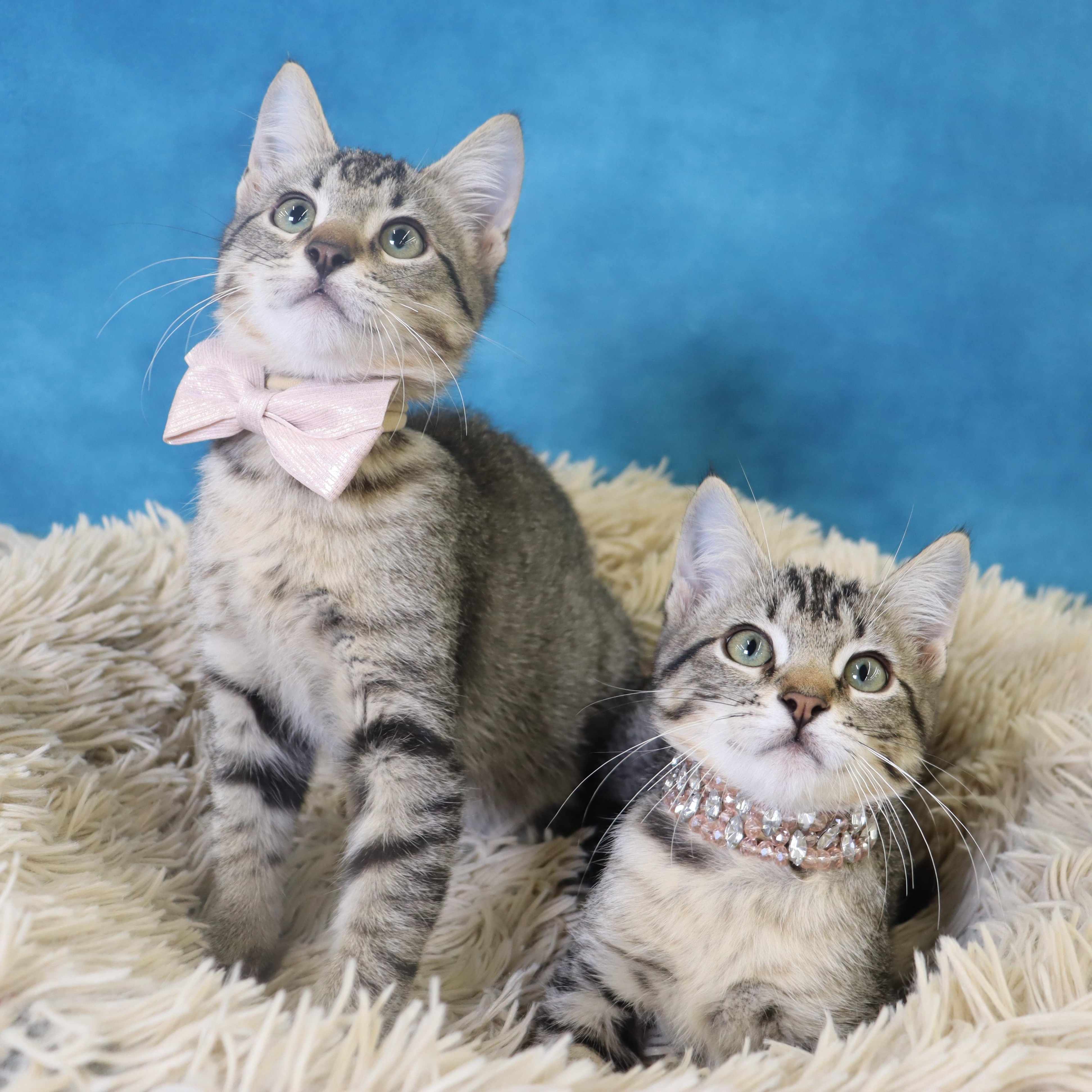 Enlarge Nessie - Sweet Female Kitten, a Adoptable mixed breed in League City, TX image 4/6