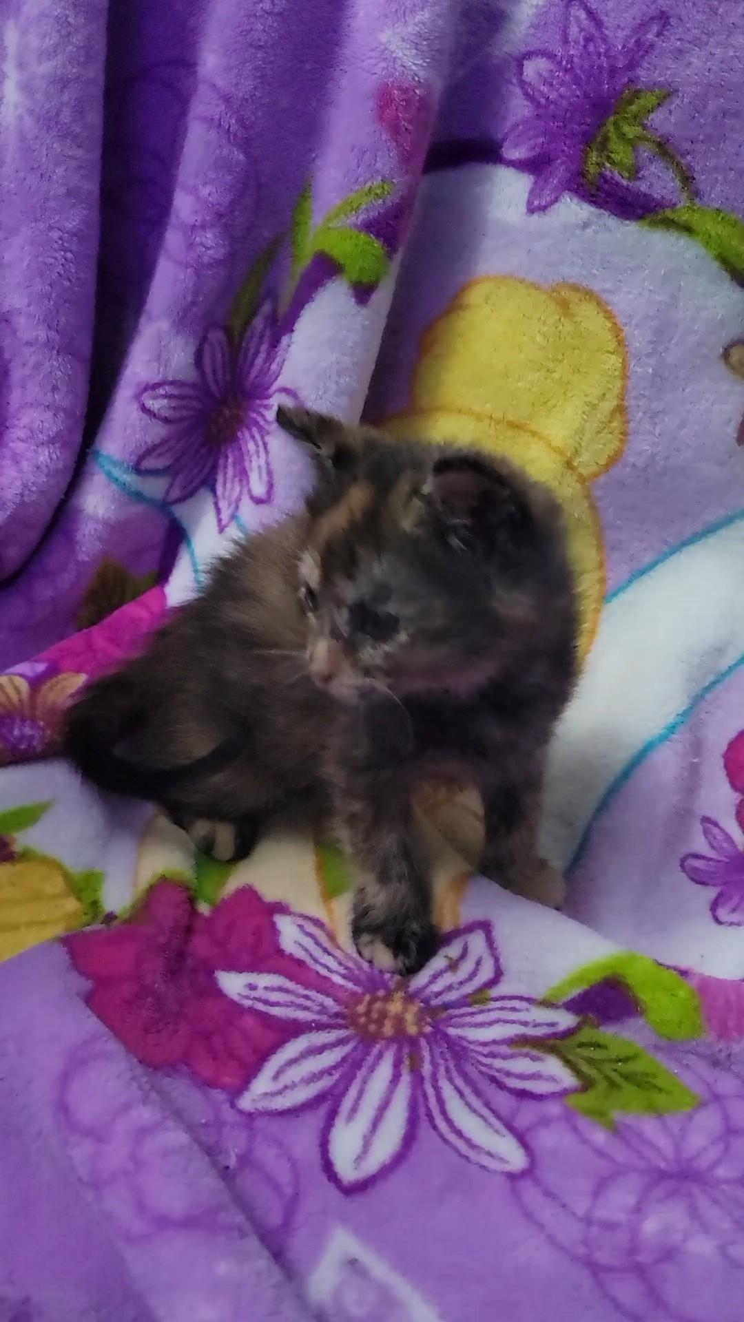 Callie