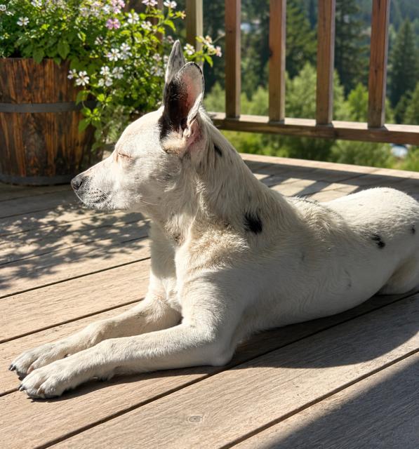 Penelope, Adoptable, Puppy Female Australian Cattle Dog / Blue Heeler & Chihuahua.
