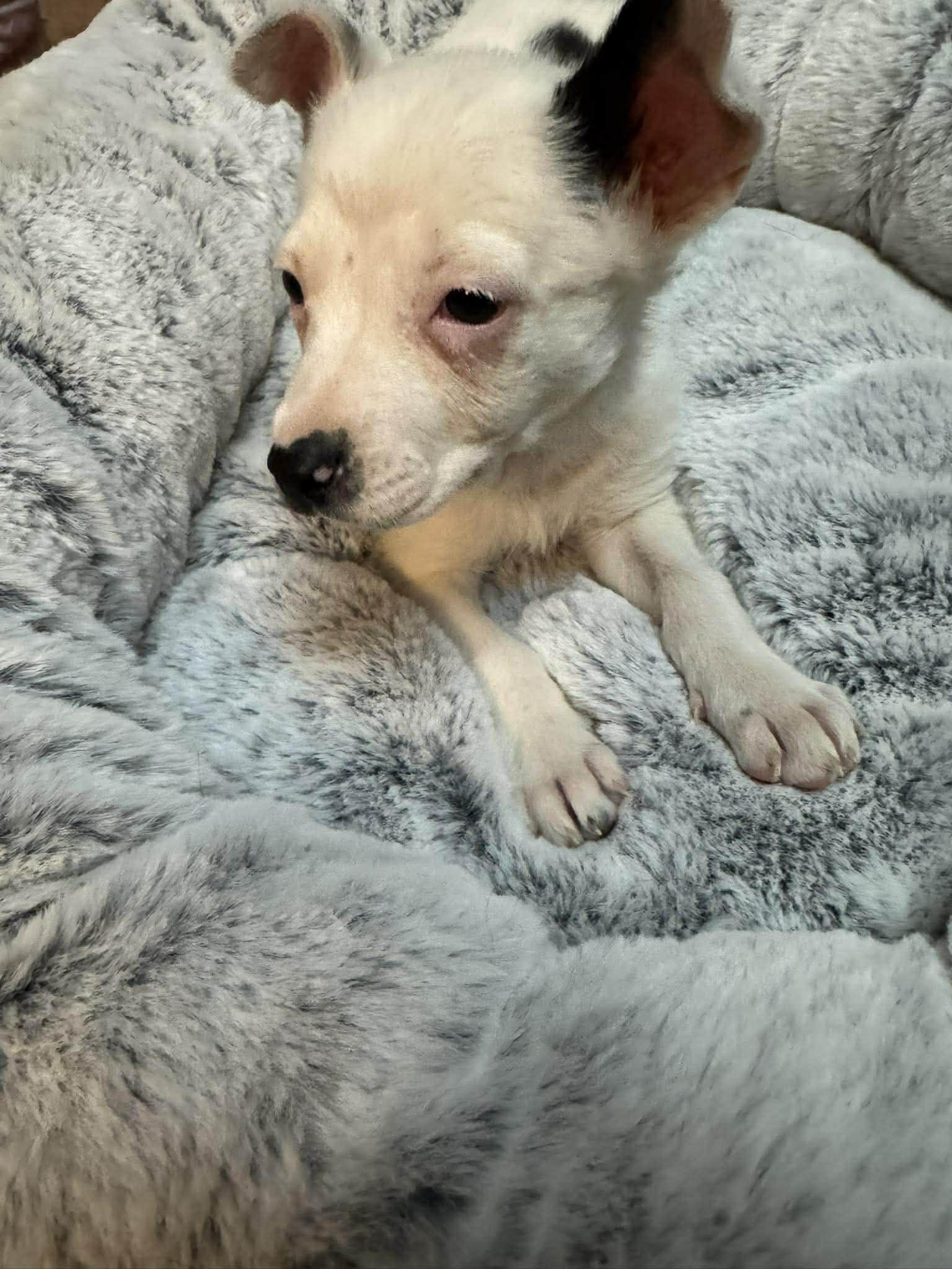 Enlarge Penelope, a Adoptable Chihuahua in Midway, UT image 1/1