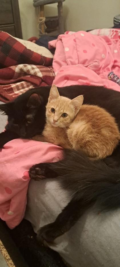 Honey, Adoptable, Kitten Male Domestic Short Hair & Domestic Short Hair.