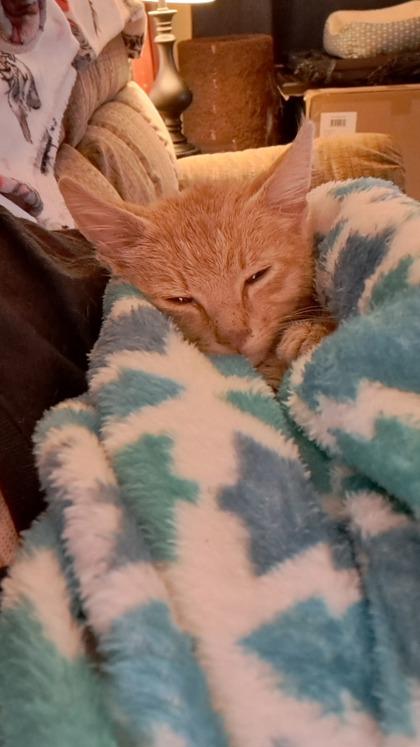 Honey, Adoptable, Kitten Male Domestic Short Hair & Domestic Short Hair.