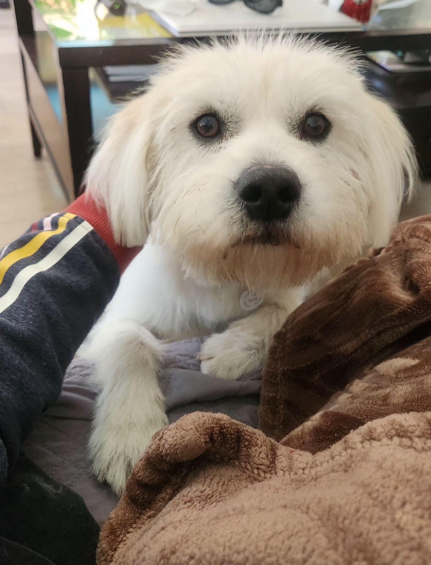 Lily, an adopted mixed breed in Corona Del Mar, CA image 4/5