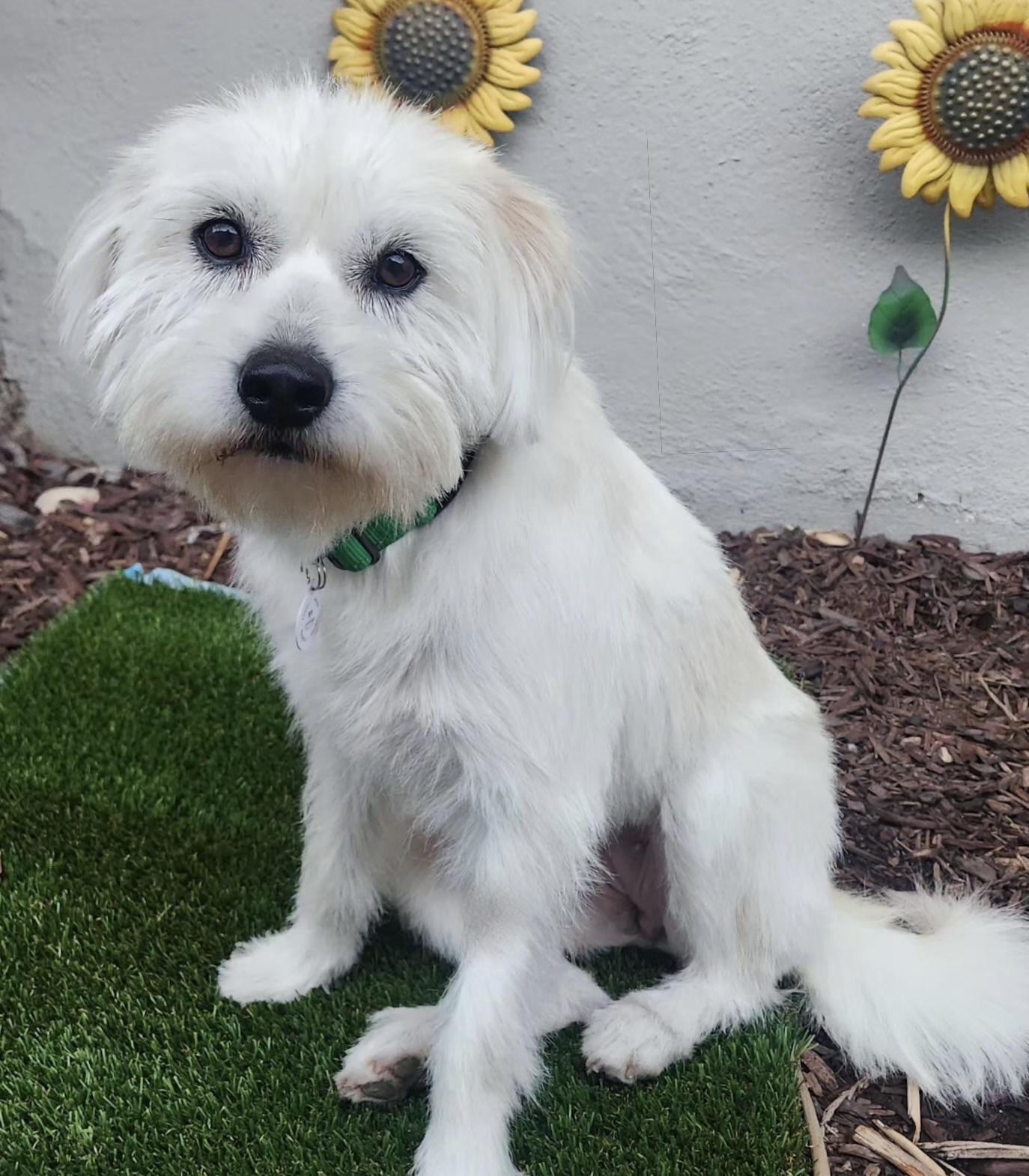 Lily, an adopted mixed breed in Corona Del Mar, CA image 1/5
