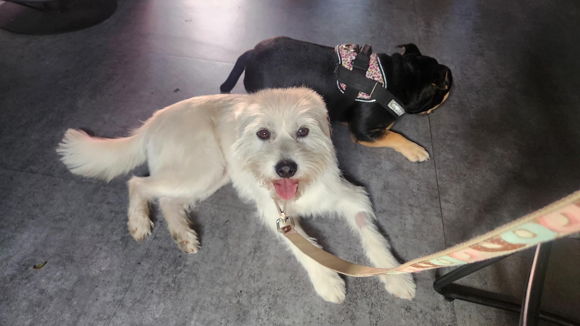 Lily, an adopted mixed breed in Corona Del Mar, CA image 5/5