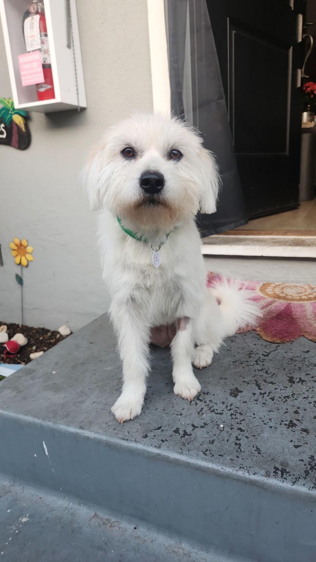 Lily, an adopted mixed breed in Corona Del Mar, CA image 3/5