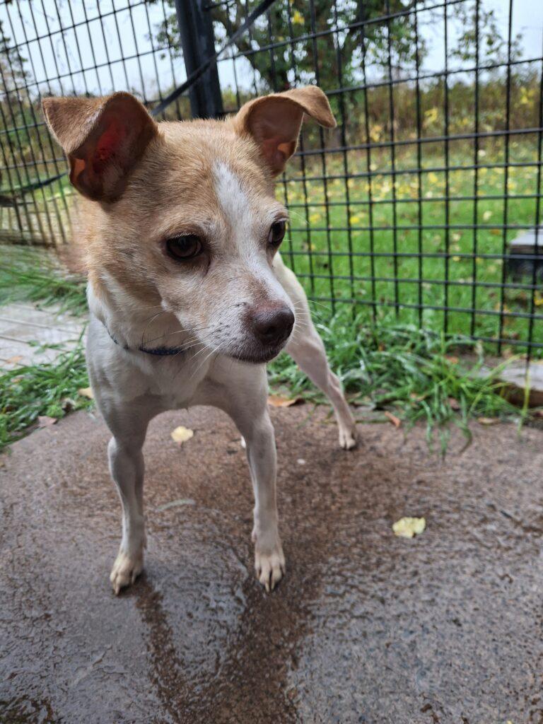 BUDDY, Adoptable, Senior Male Chihuahua & Terrier.