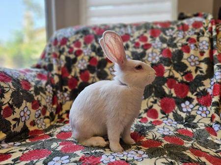Enlarge Davey, a Adoptable American in Folsom, CA image 5/5