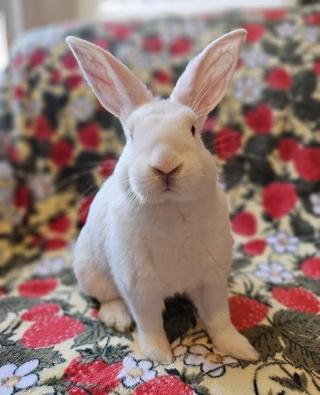 Enlarge Davey, a Adoptable American in Folsom, CA image 1/5
