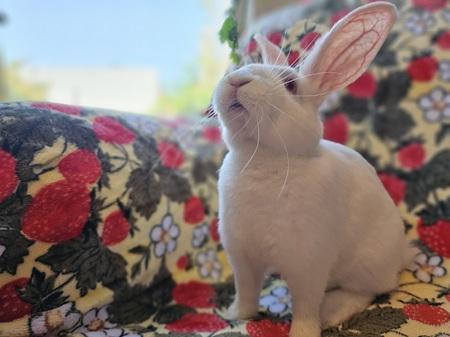 Enlarge Davey, a Adoptable American in Folsom, CA image 2/5