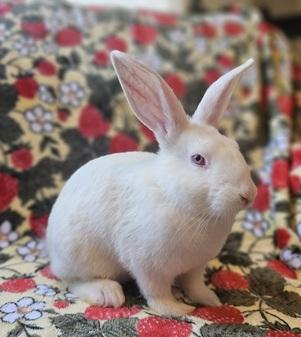 Enlarge Davey, a Adoptable American in Folsom, CA image 4/5