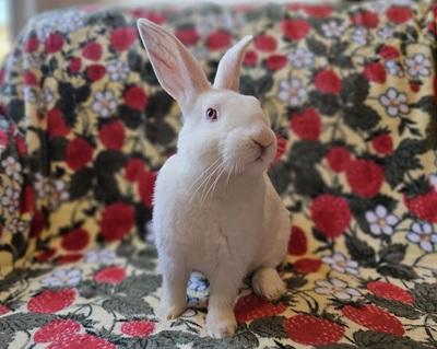 Enlarge Davey, a Adoptable American in Folsom, CA image 3/5