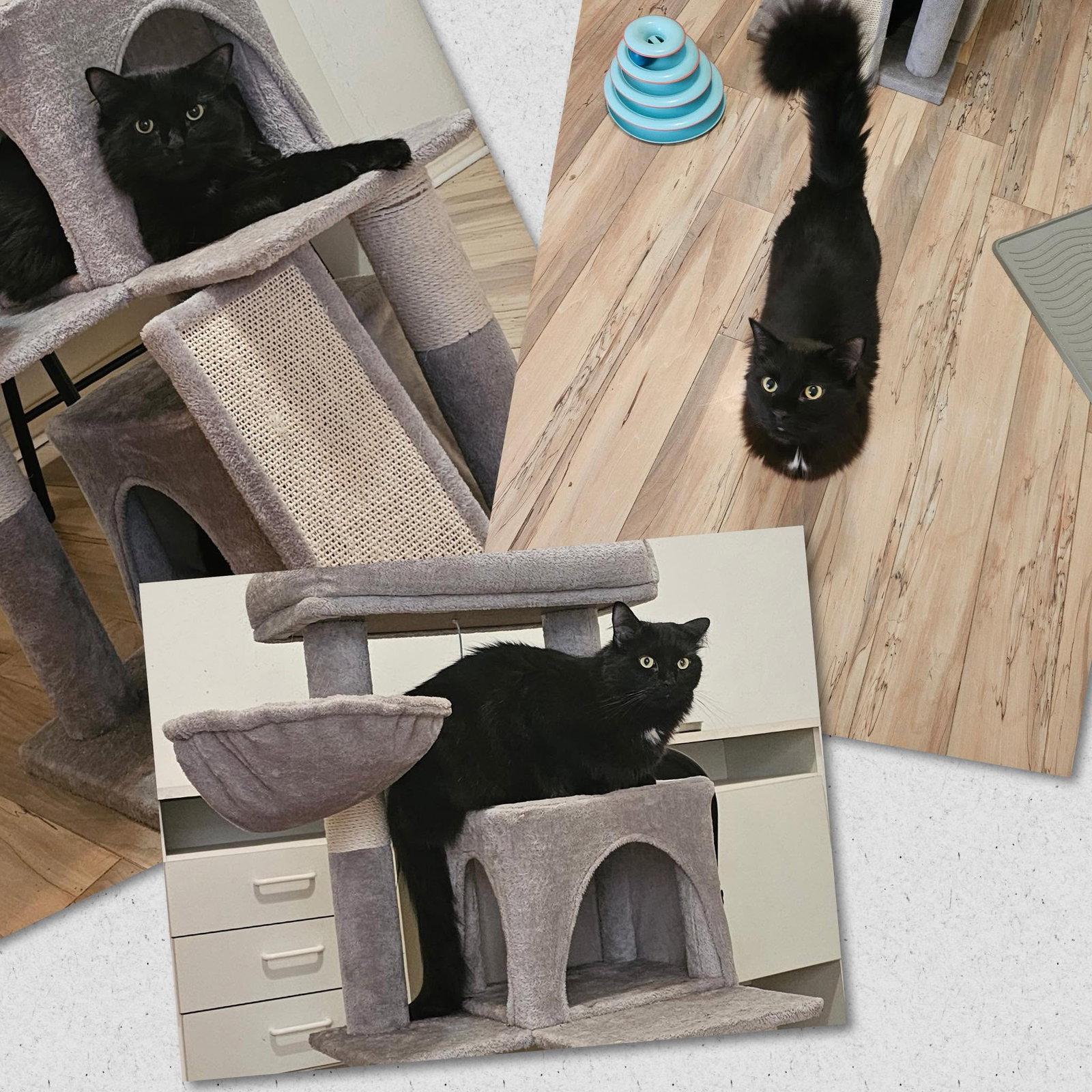 Mookie, Adoptable, Young Male Domestic Medium Hair.