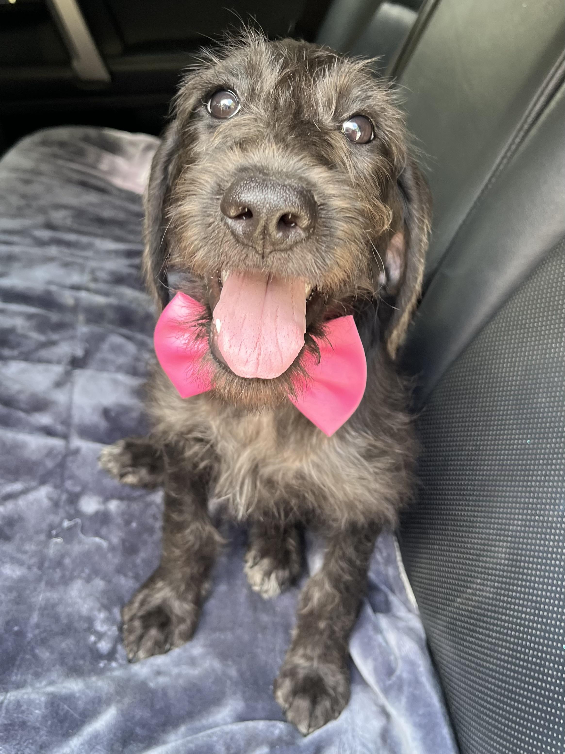 Pepper, an adopted mixed breed in Barnwell , SC image 3/6