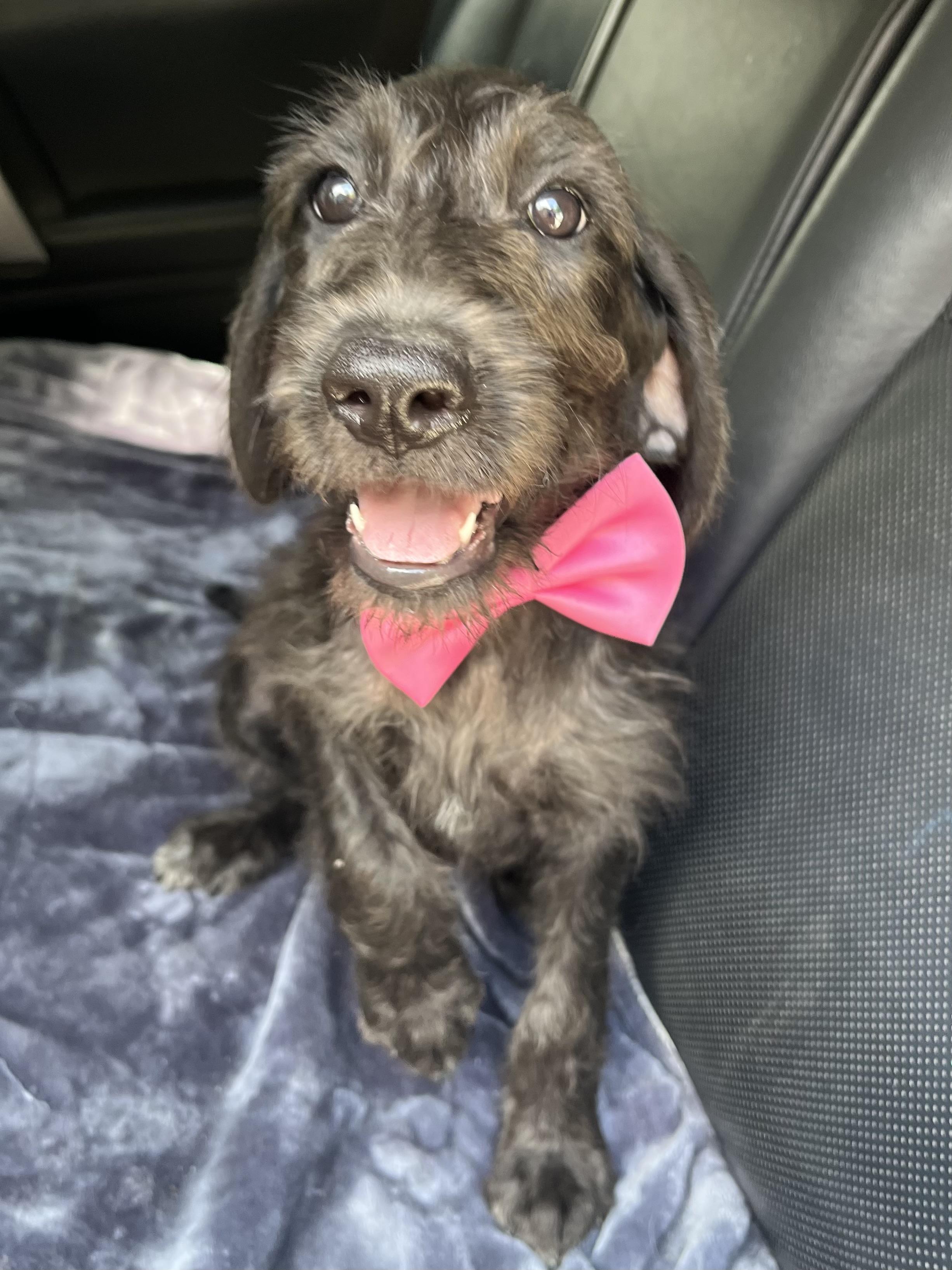 Pepper, an adopted mixed breed in Barnwell , SC image 6/6