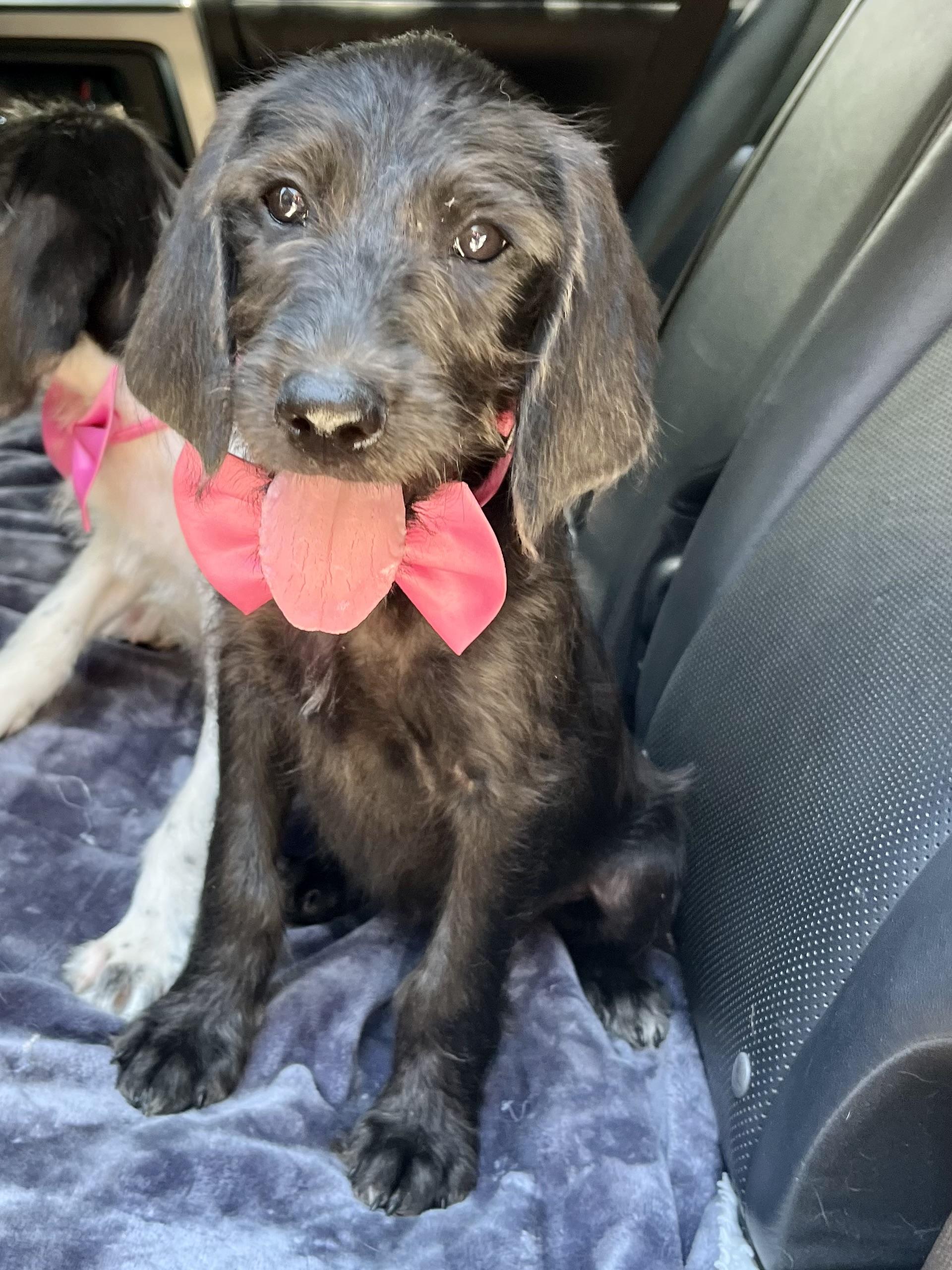 Pepper, an adopted mixed breed in Barnwell , SC image 2/6