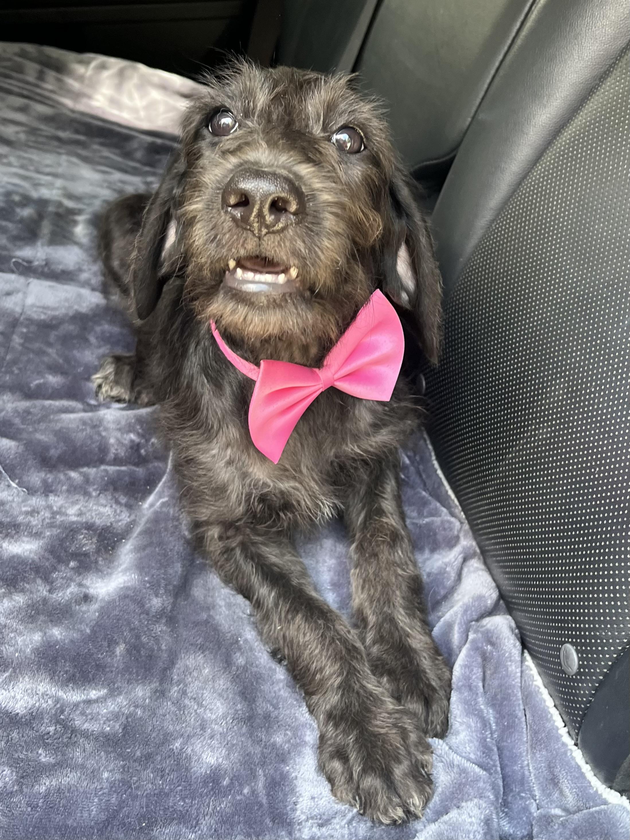 Pepper, an adopted mixed breed in Barnwell , SC image 5/6