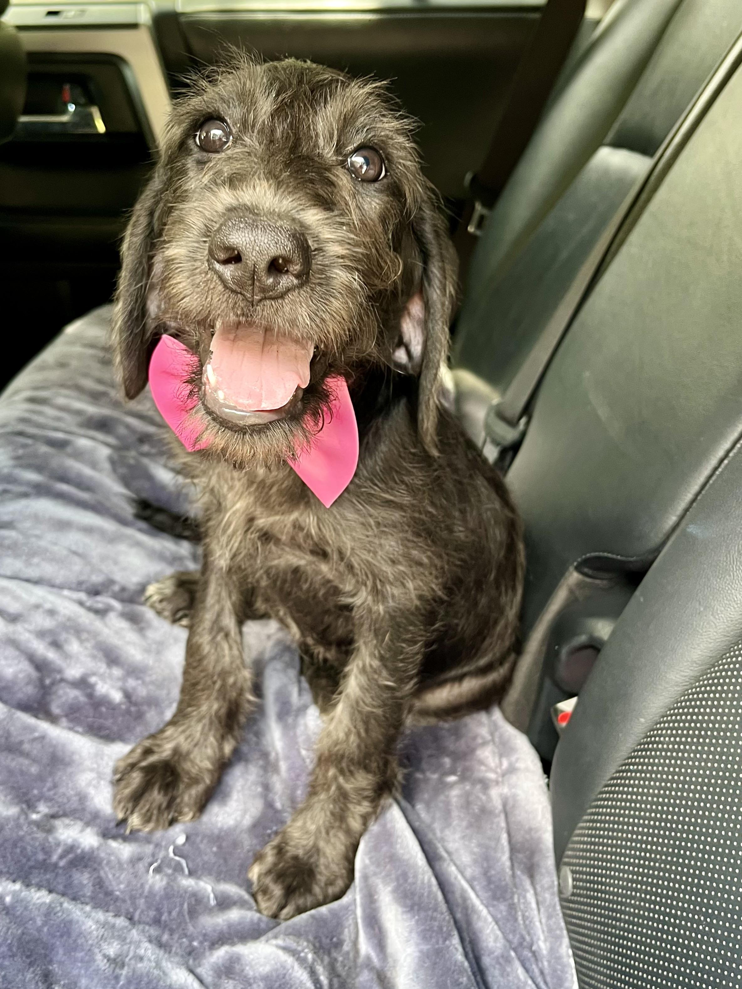 Pepper, an adopted mixed breed in Barnwell , SC image 4/6
