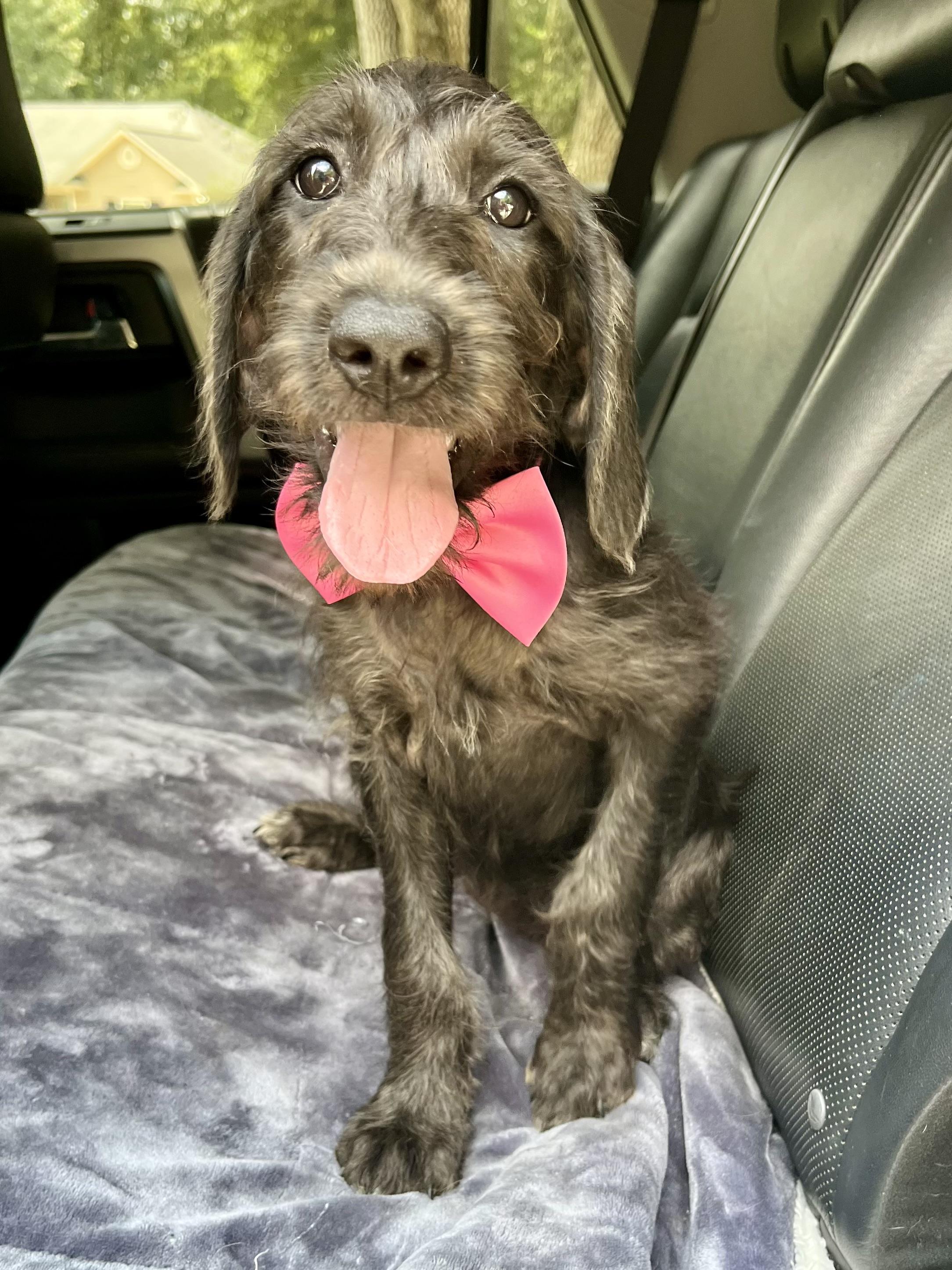 Pepper, adopted, Puppy Female Goldendoodle & Mixed Breed.