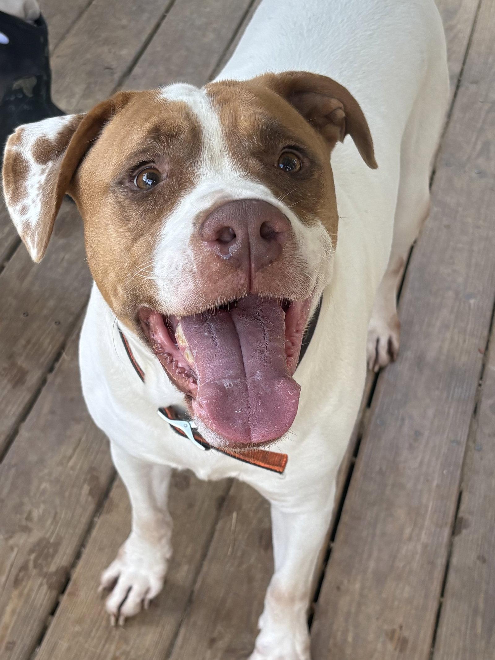 261181  Webby, Adoptable, Adult Male American Bulldog.