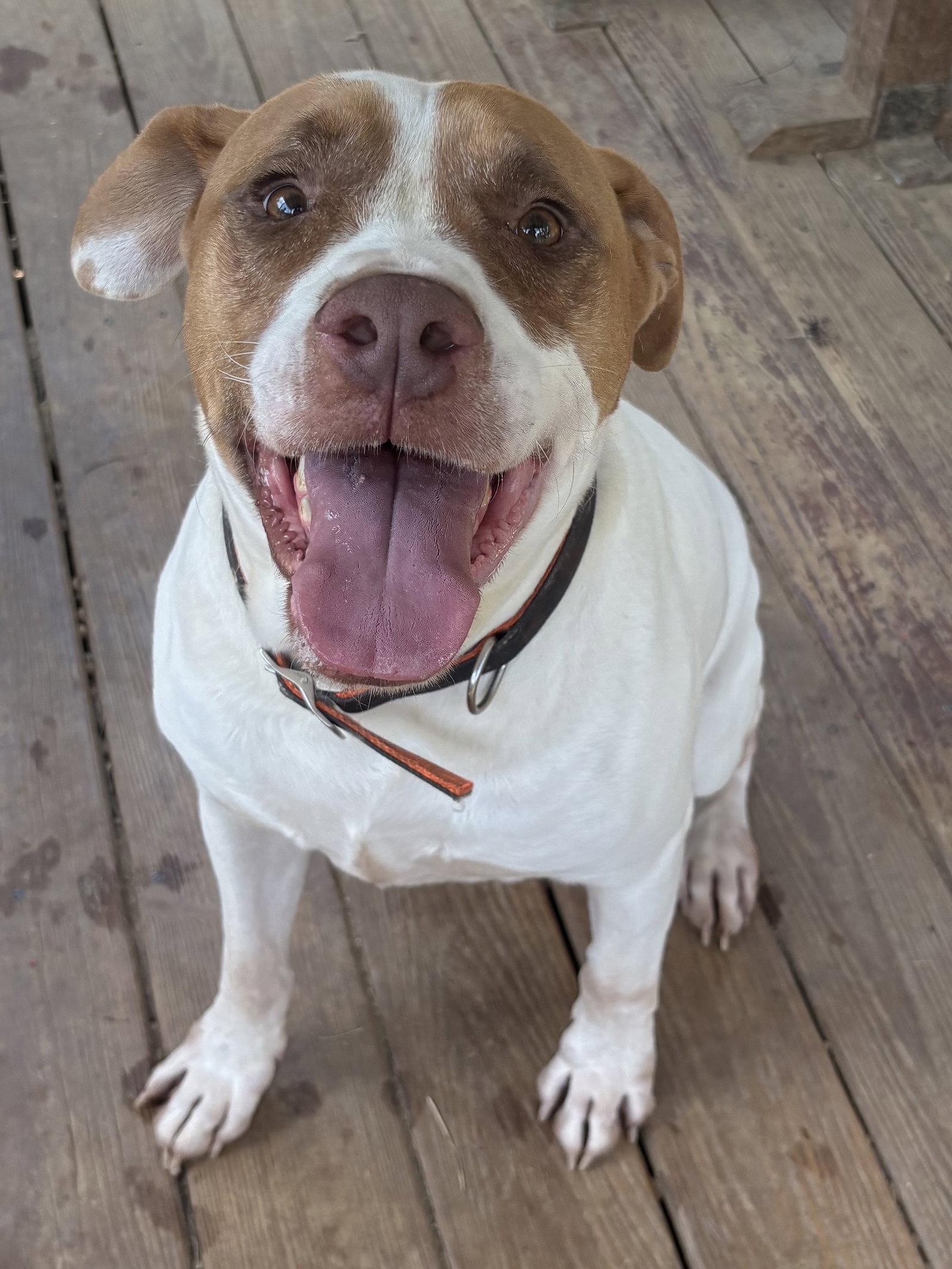 Enlarge 261181  Webby, a Adoptable American Bulldog in Wetumpka, AL image 2/3