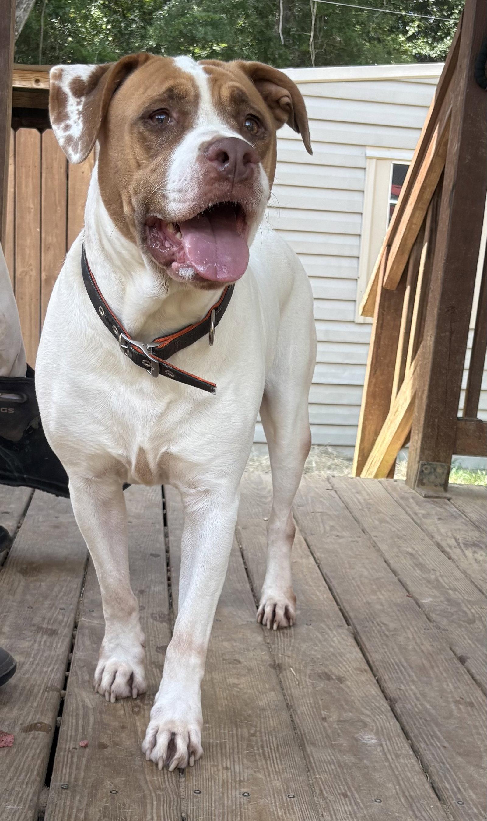 Enlarge 261181  Webby, a Adoptable American Bulldog in Wetumpka, AL image 3/3