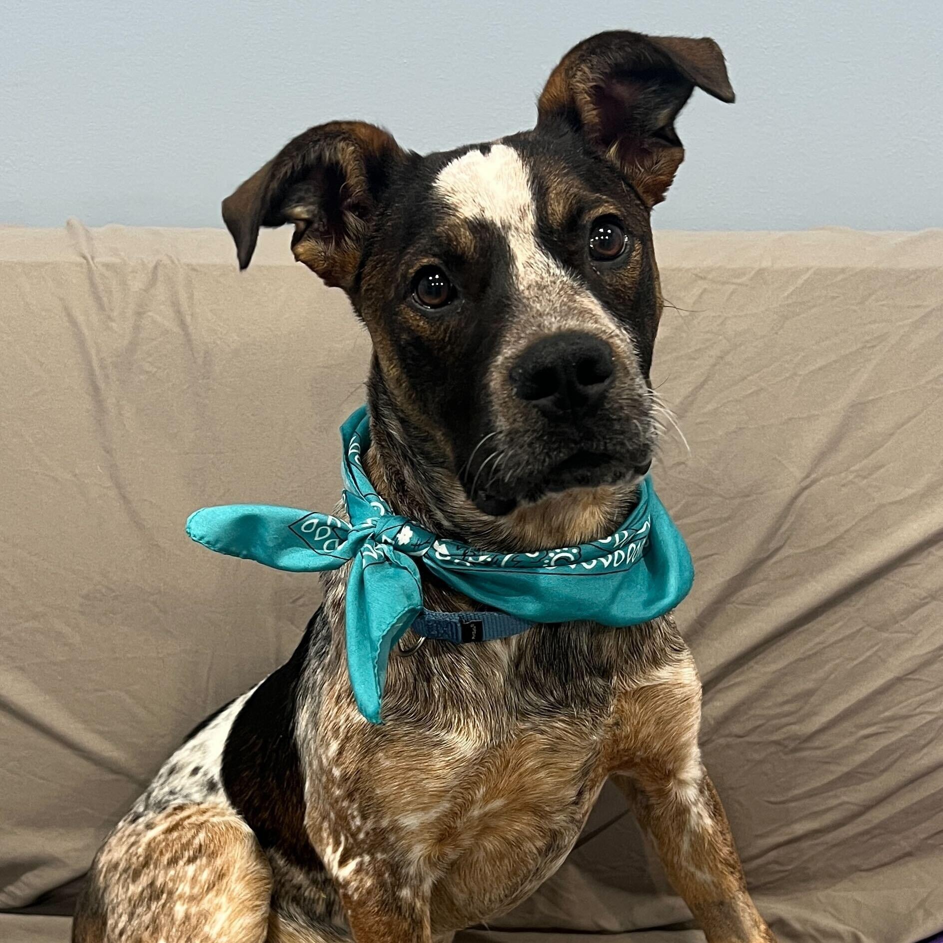Enlarge Ketchup, a Adoptable Mixed Breed in Canal Winchester, OH image 1/3