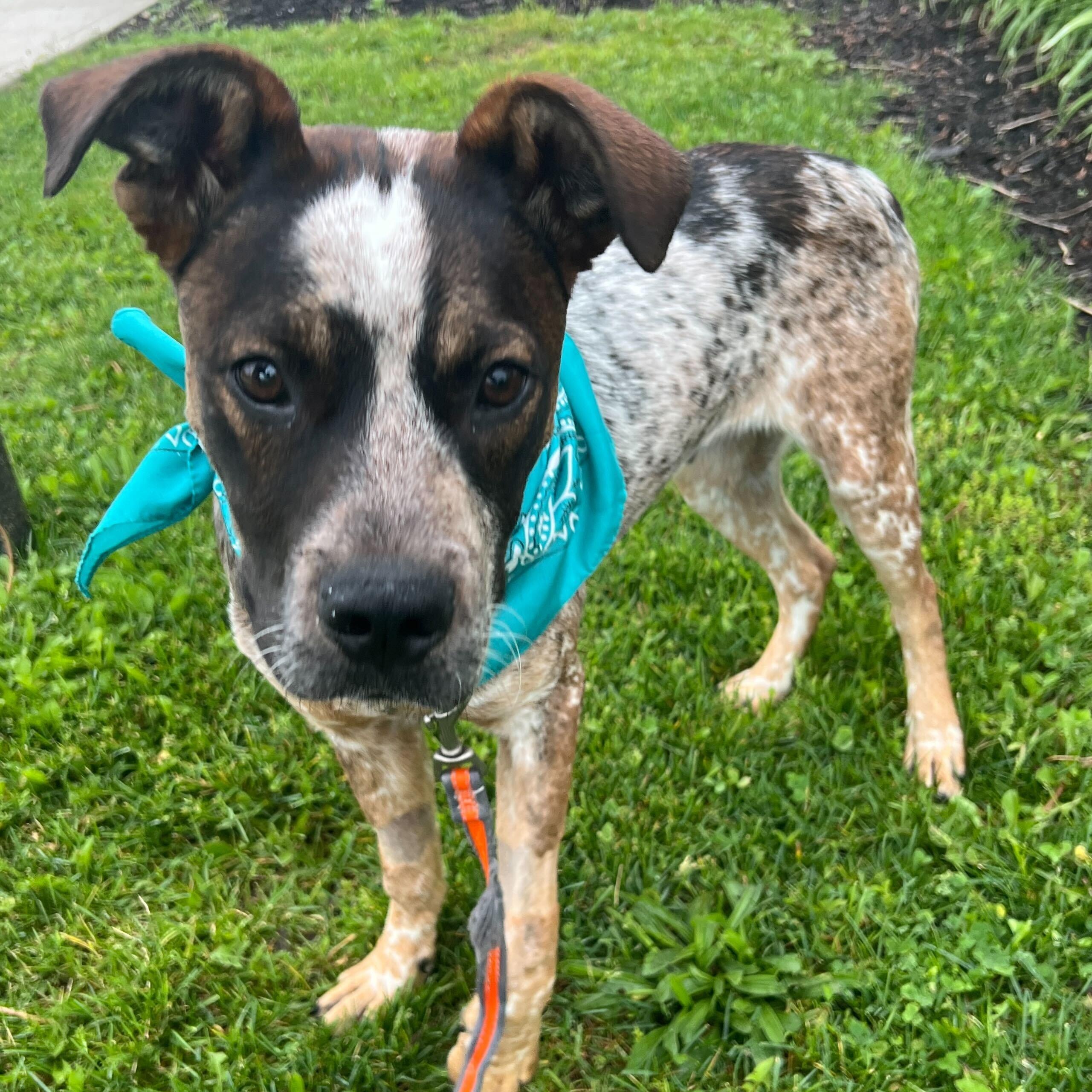 Enlarge Ketchup, a Adoptable Mixed Breed in Canal Winchester, OH image 3/3