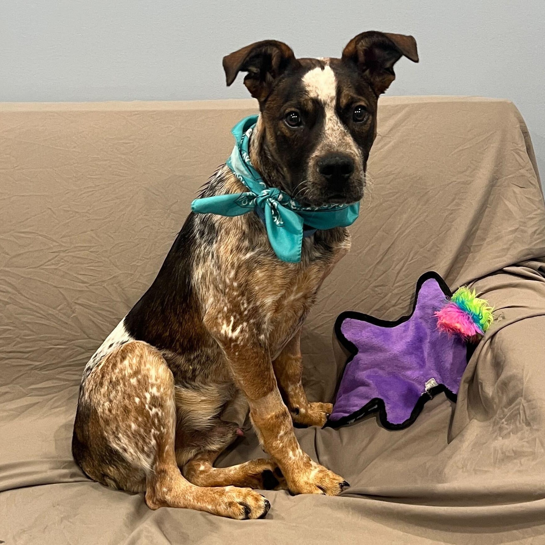 Enlarge Ketchup, a Adoptable Mixed Breed in Canal Winchester, OH image 2/3