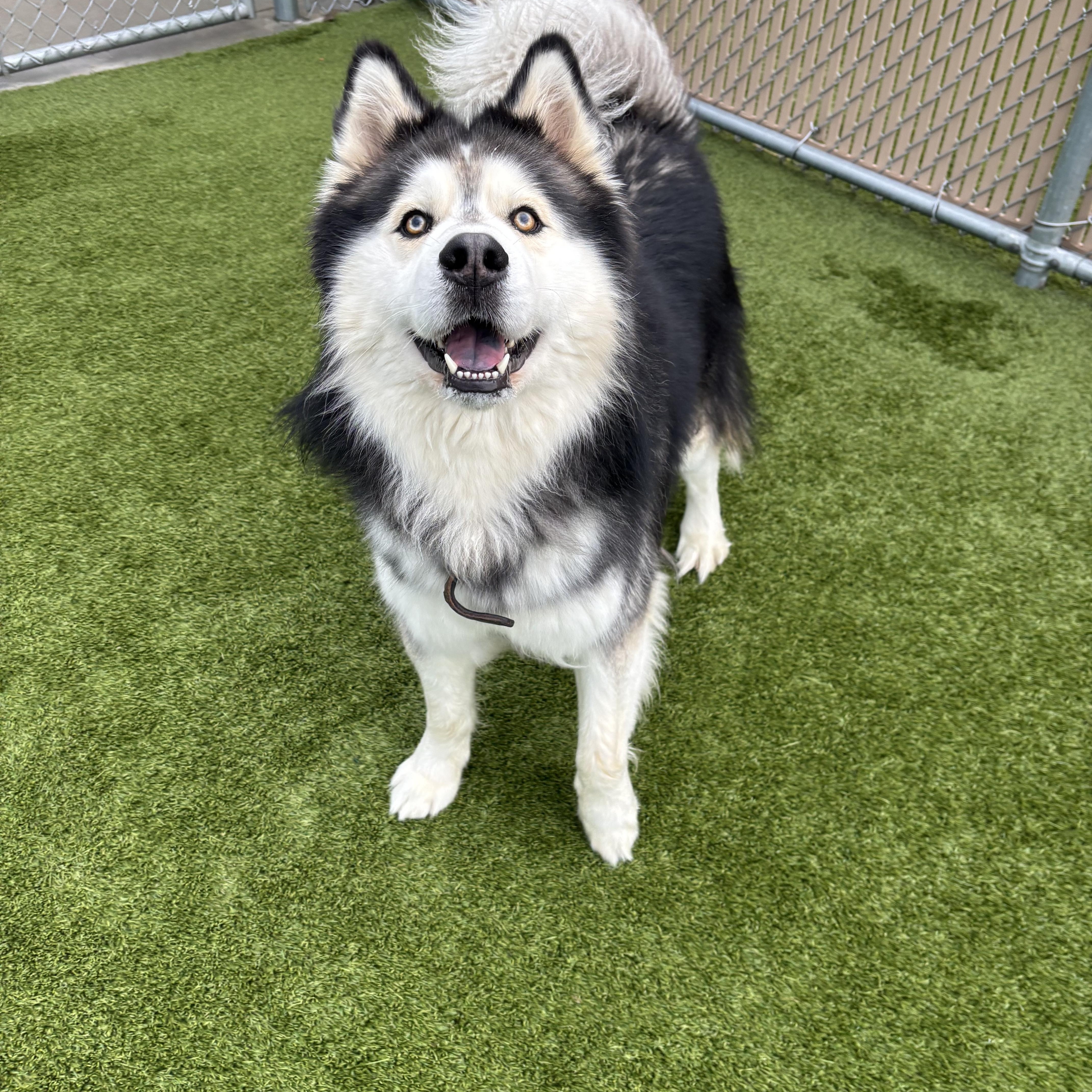 Enlarge Midas, an adopted Alaskan Malamute in Liberty, MO image 2/6
