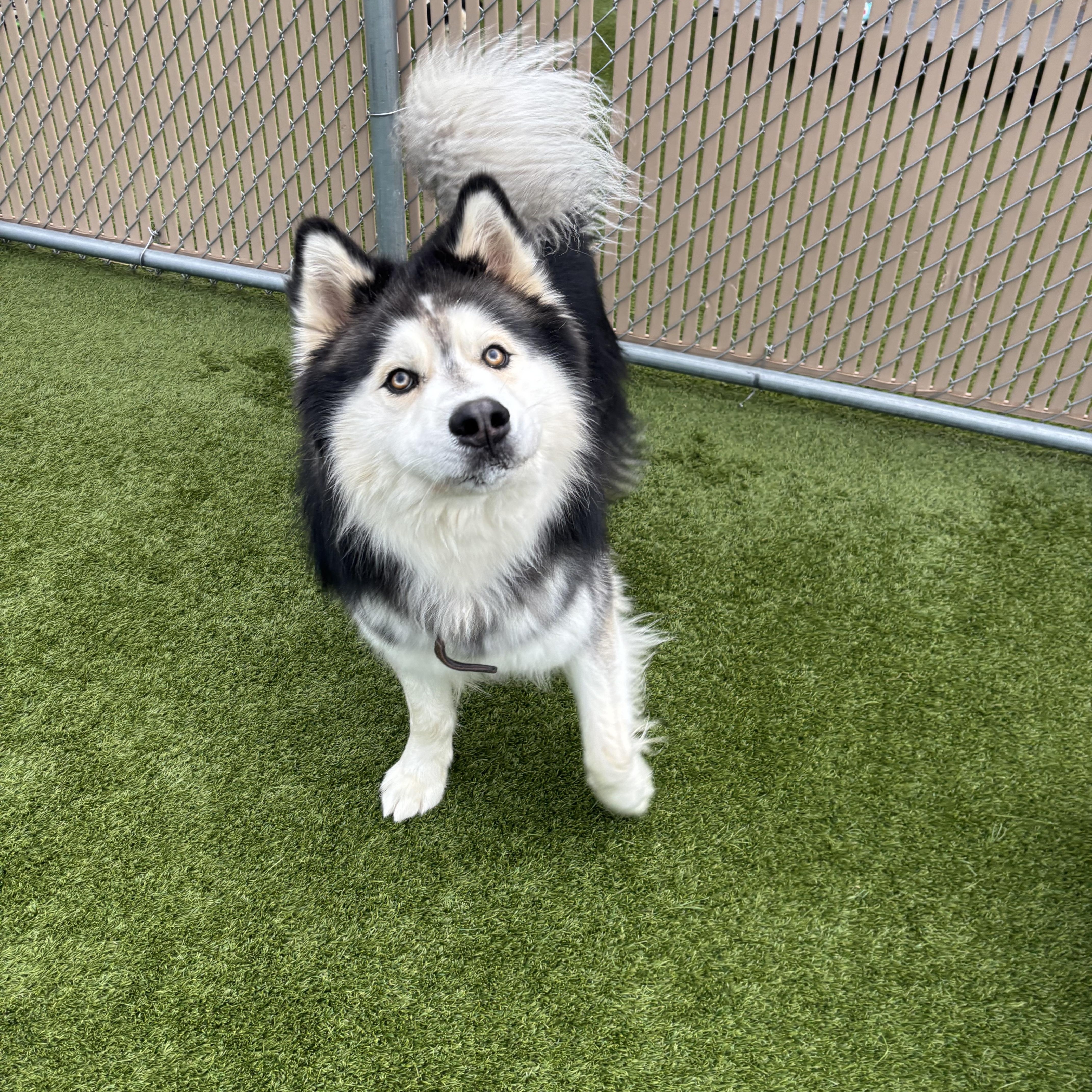 Enlarge Midas, an adopted Alaskan Malamute in Liberty, MO image 4/6