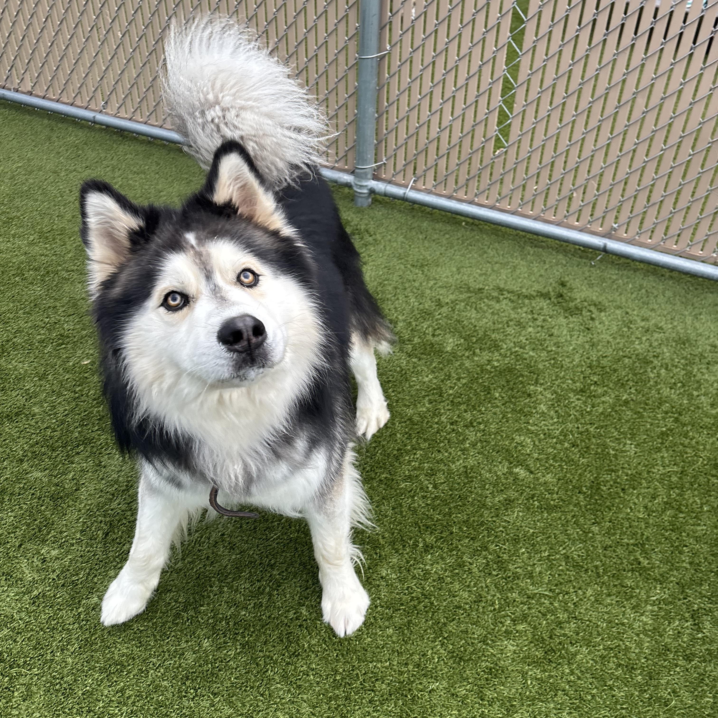 Midas, adopted, Young Male Alaskan Malamute.