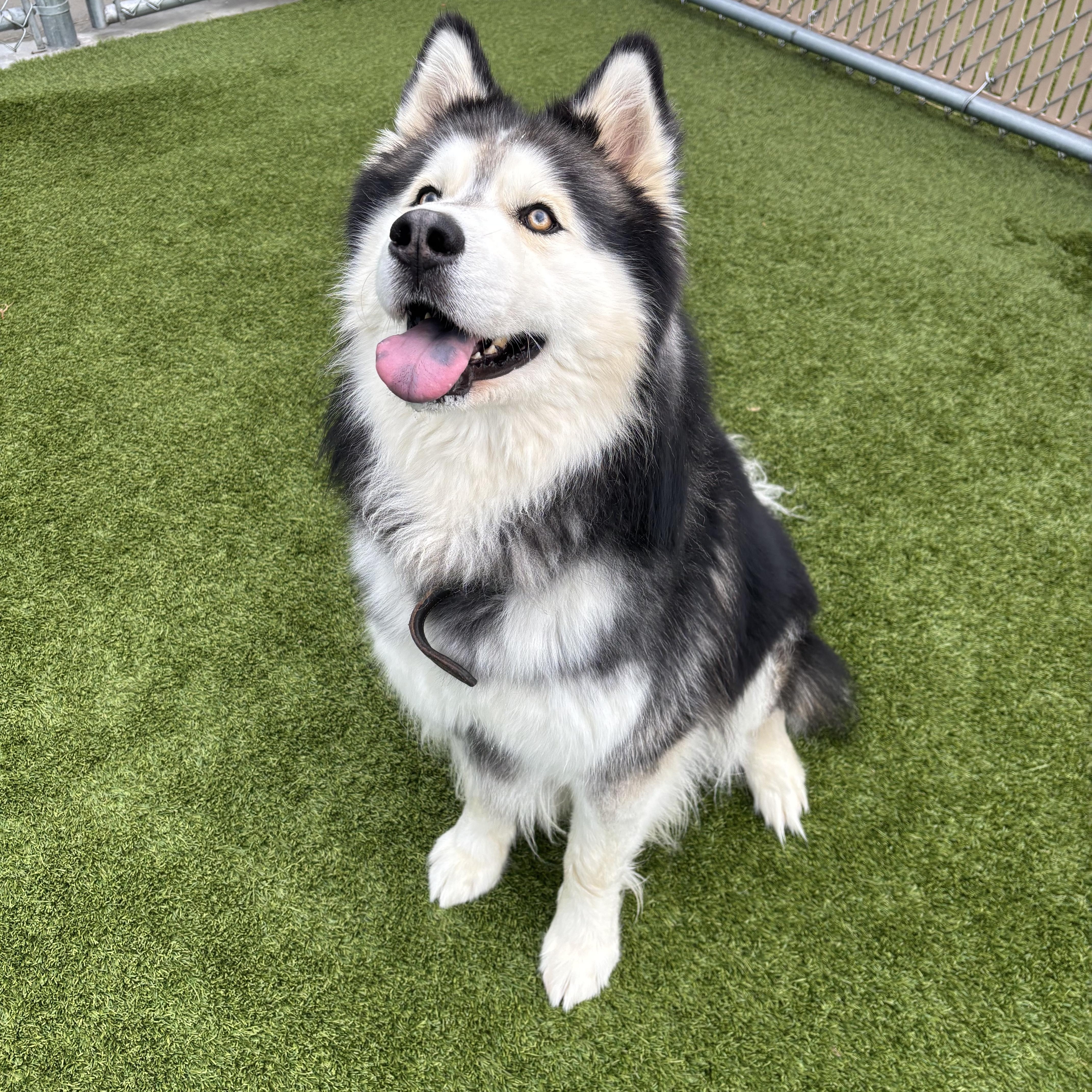 Enlarge Midas, an adopted Alaskan Malamute in Liberty, MO image 6/6