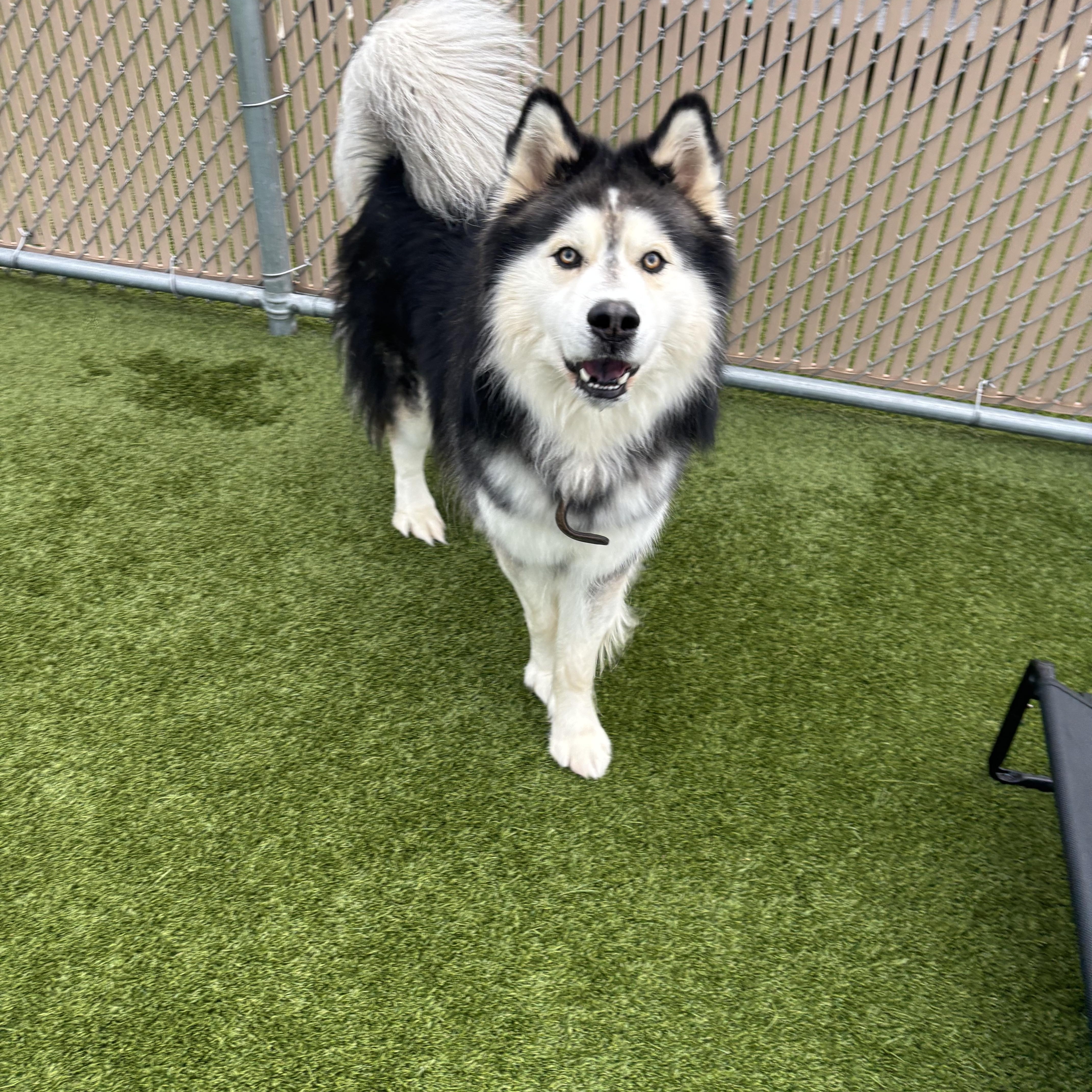 Enlarge Midas, an adopted Alaskan Malamute in Liberty, MO image 3/6