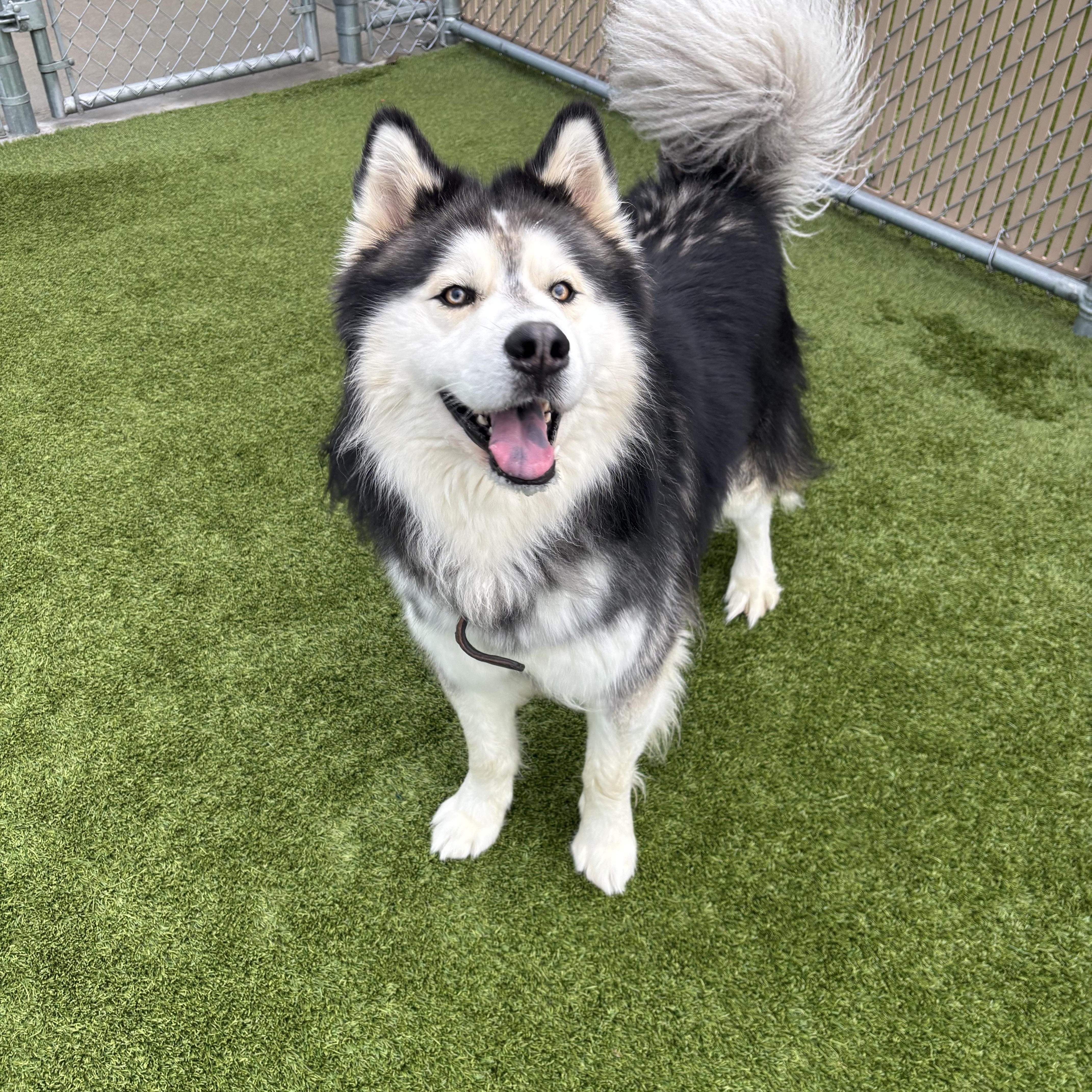 Enlarge Midas, an adopted Alaskan Malamute in Liberty, MO image 5/6
