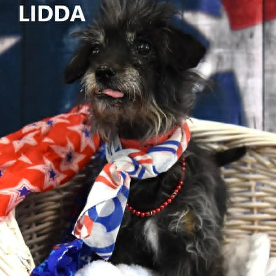 Lidda, an adopted Cairn Terrier in Marana, AZ image 2/3