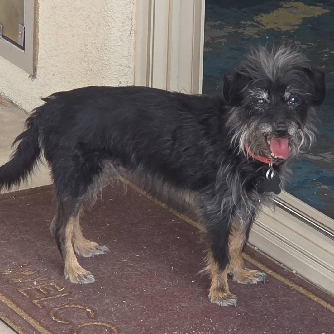 Lidda, an adopted Cairn Terrier in Marana, AZ image 1/3