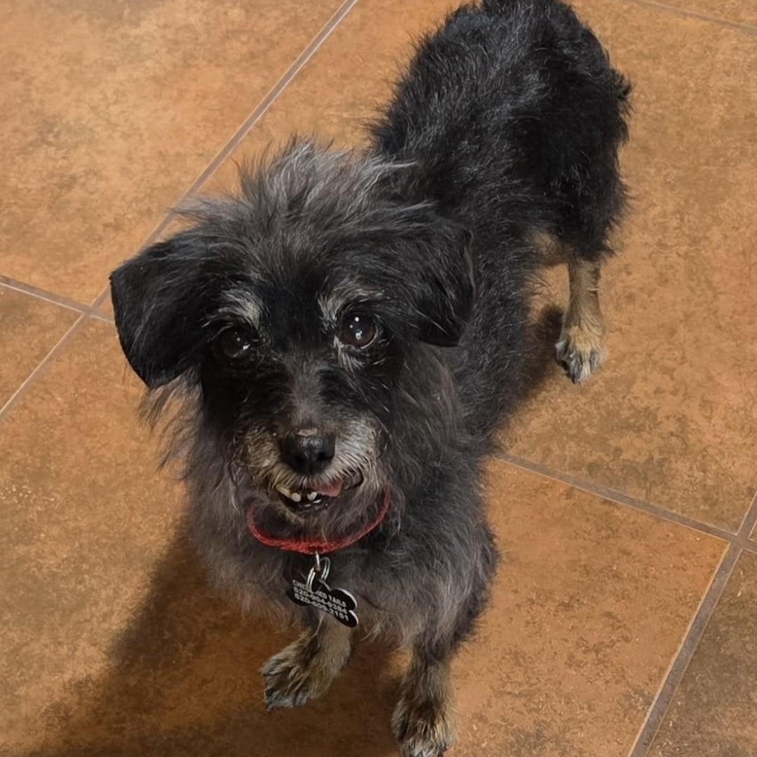 Lidda, an adopted Cairn Terrier in Marana, AZ image 3/3