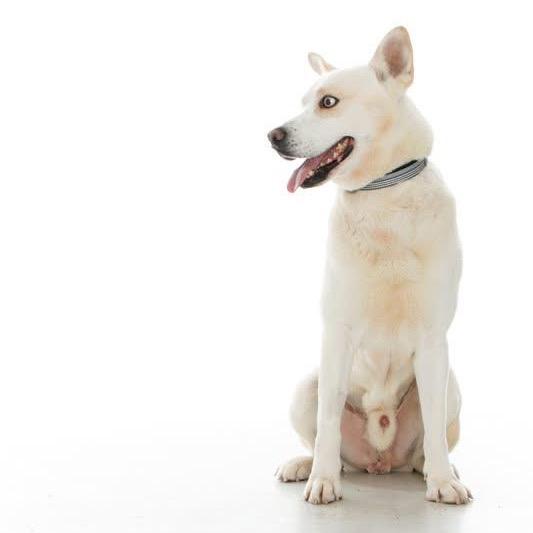 Enlarge Reign, a Adoptable Mixed Breed in Fredericksburg, VA image 1/6