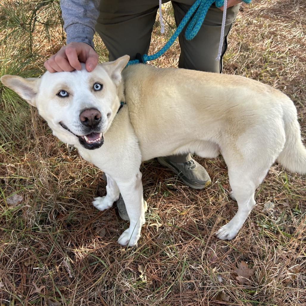 Enlarge Reign, a Adoptable Mixed Breed in Fredericksburg, VA image 2/6