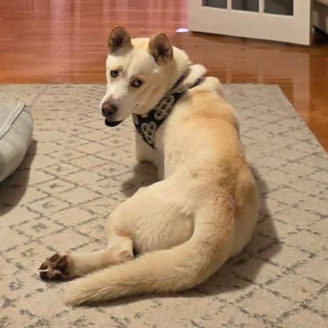 Enlarge Reign, a Adoptable Mixed Breed in Fredericksburg, VA image 3/6