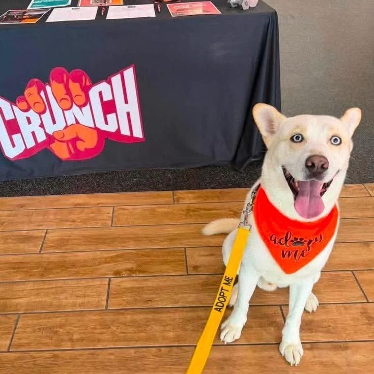 Reign, Adoptable, Adult Male Mixed Breed.